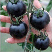 Ayc Botanik Siyah Domates Tohumu 20 Adet Tohum Black Tomato