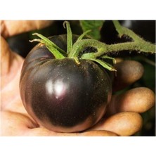 Ayc Botanik Siyah Domates Tohumu 20 Adet Tohum Black Tomato