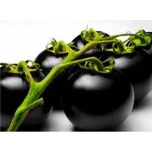 Ayc Botanik Siyah Domates Tohumu 20 Adet Tohum Black Tomato