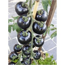 Ayc Botanik Siyah Domates Tohumu 20 Adet Tohum Black Tomato