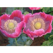 Ayc Botanik 5 Adet Giganthemum Poppy Tohumu