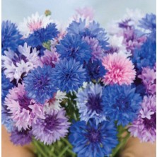 Ayc Botanik 10 Adet Cornflower Mix Tohumu