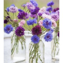 Ayc Botanik 10 Adet Cornflower Mix Tohumu