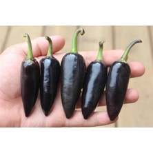 Ayc Botanik 20 Adet Black Jalapeno Biber Tohumu