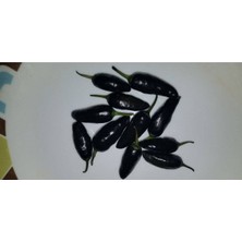 Ayc Botanik 20 Adet Black Jalapeno Biber Tohumu