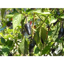 Ayc Botanik 20 Adet Black Jalapeno Biber Tohumu