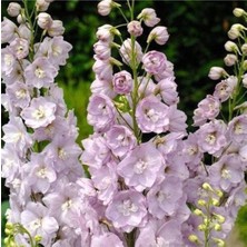 Ayc Botanik 10 Adet Giant Blooms Delphinium Soft Pink Tohumu