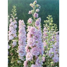 Ayc Botanik 10 Adet Giant Blooms Delphinium Soft Pink Tohumu