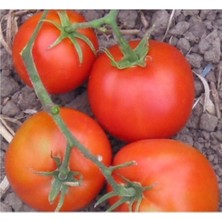Ayc Botanik Selanik Domatesi (Thessaloniki) 15 Tohum