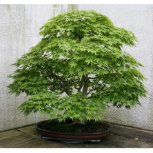 Ayc Botanik Bodur Japon Redwood Bonzai Ağacı Tohumu 5 Adet Bonsai Ağacı Tohumu