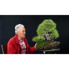 Ayc Botanik Karaçam Bonzai Ağacı Tohumu 5 Adet Bonsai Ağacı Tohumu