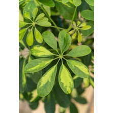 Smyrna Garden Alacalı Şeflera Bitkisi - 60-80 cm - Schefflera Gold Capella - İç Mekan Bitkileri