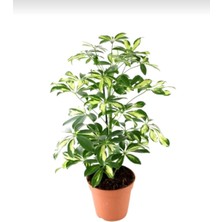 Smyrna Garden Alacalı Şeflera Bitkisi - 60-80 cm - Schefflera Gold Capella - İç Mekan Bitkileri