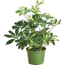 Smyrna Garden Alacalı Şeflera Bitkisi - 60-80 cm - Schefflera Gold Capella - İç Mekan Bitkileri