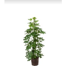 Smyrna Garden Yeşil Şeflera - 80-100 cm - Beş Parmak Bitkisi - Shefflera Arboricola - İç Mekan Bitkisi