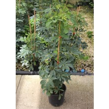 Smyrna Garden Yeşil Şeflera - 80-100 cm - Beş Parmak Bitkisi - Shefflera Arboricola - İç Mekan Bitkisi