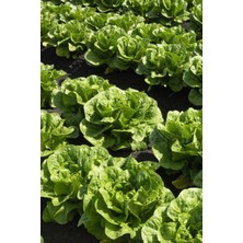 Geleneksel Yedikule Marul Tohumu / 20 Adet Tohum