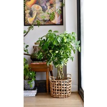 Smyrna Garden Alacalı Şeflera - 40-60 cm - Schefflera Gold Capella - İç Mekan Bitkisi