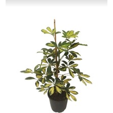 Smyrna Garden Alacalı Şeflera - 40-60 cm - Schefflera Gold Capella - İç Mekan Bitkisi