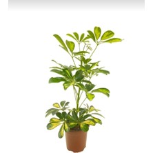 Smyrna Garden Alacalı Şeflera - 20-40 cm - Beş Parmak Bitkisi - Schefflera Gold Capella - İç Mekan Bitkileri