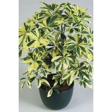 Smyrna Garden Alacalı Şeflera - 20-40 cm - Beş Parmak Bitkisi - Schefflera Gold Capella - İç Mekan Bitkileri