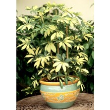 Smyrna Garden Alacalı Şeflera - 20-40 cm - Beş Parmak Bitkisi - Schefflera Gold Capella - İç Mekan Bitkileri