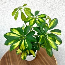 Smyrna Garden Alacalı Şeflera - 20-40 cm - Beş Parmak Bitkisi - Schefflera Gold Capella - İç Mekan Bitkileri