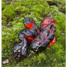 10 Adet Blushing Ghost Biber Tohumu