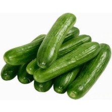 Eko Paket 500 Adet Tohum Çengelköy Salatalık Tohumu Hıyar Salatalık Tohumu