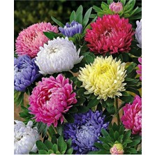 Karışık Pompon Aster Papatya Çiçeği