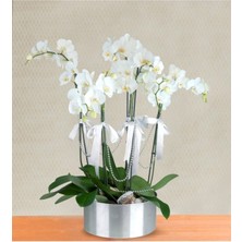 20 Adet Beyaz Orkide Tohumu