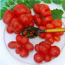 Reise Domates Tohumu