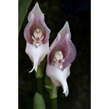 10 Adet Bebek Orkide Çiçeği Tohumu