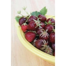 Tatlı Kırmızı Çilek Tohumu 10 15 Adet