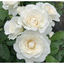 5 Adet Kar Beyazı Gül Tohumu