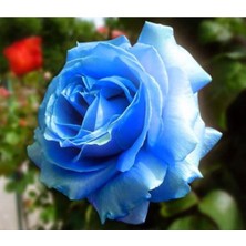 5 Adet Mavi Gül Tohumu