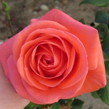 Fidan Sepetim Harmonie Gül Fidanı - Yavruağzı