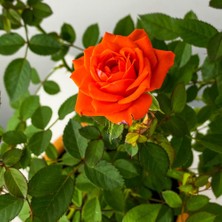 Fidan Sepetim Turuncu Renk Minyatür Gül Fidanı