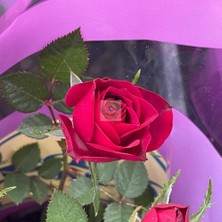 Fidan Sepetim Kırmızı Renk Minyatür Gül Fidanı