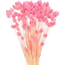 Garden Box Pmebe Renk Kuş Otu Kutulumuş Ot 50-60DAL (30-35CM) Pink Phalaris