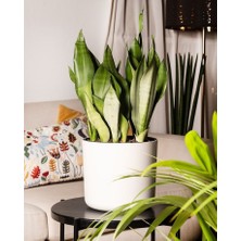 Smyrna Garden Ay Işığı Paşa Kılıcı - 60-80 cm - Sansevieria (Sanseverya) Moonshine - Çok Köklü - Uzayan