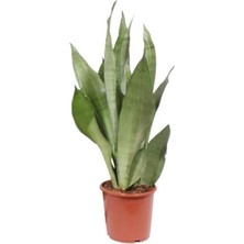 Smyrna Garden Ay Işığı Paşa Kılıcı - 60-80 cm - Sansevieria (Sanseverya) Moonshine - Çok Köklü - Uzayan