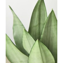 Smyrna Garden Ay Işığı Paşa Kılıcı - 60-80 cm - Sansevieria (Sanseverya) Moonshine - Çok Köklü - Uzayan