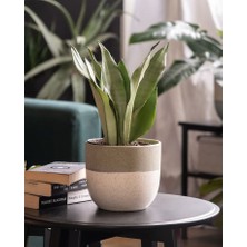 Smyrna Garden Ay Işığı Paşa Kılıcı - 60-80 cm - Sansevieria (Sanseverya) Moonshine - Çok Köklü - Uzayan