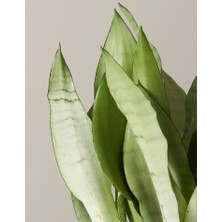 Smyrna Garden Ay Işığı Paşa Kılıcı - 40-60 cm - Sansevieria (Sanseverya) Moonshine - Çok Köklü - Uzayan