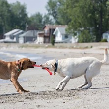 Kong Safestix Termoplastik Köpek Oyuncağı Large 71 cm