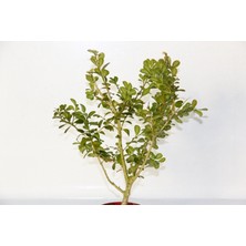 Tunç Botanik Bonsai Buxus  - Hediyelik Bonsai (Kırmızı Saksı)