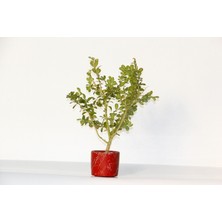 Tunç Botanik Bonsai Buxus  - Hediyelik Bonsai (Kırmızı Saksı)