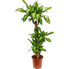 Fidan Sepetim 3 Gövdeli Dracaena Massengena Bitkisi 130-150cm