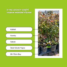 Fidan Sepetim 3 Yaş Legacy Çeşiti Yaban Mersini Fidanı